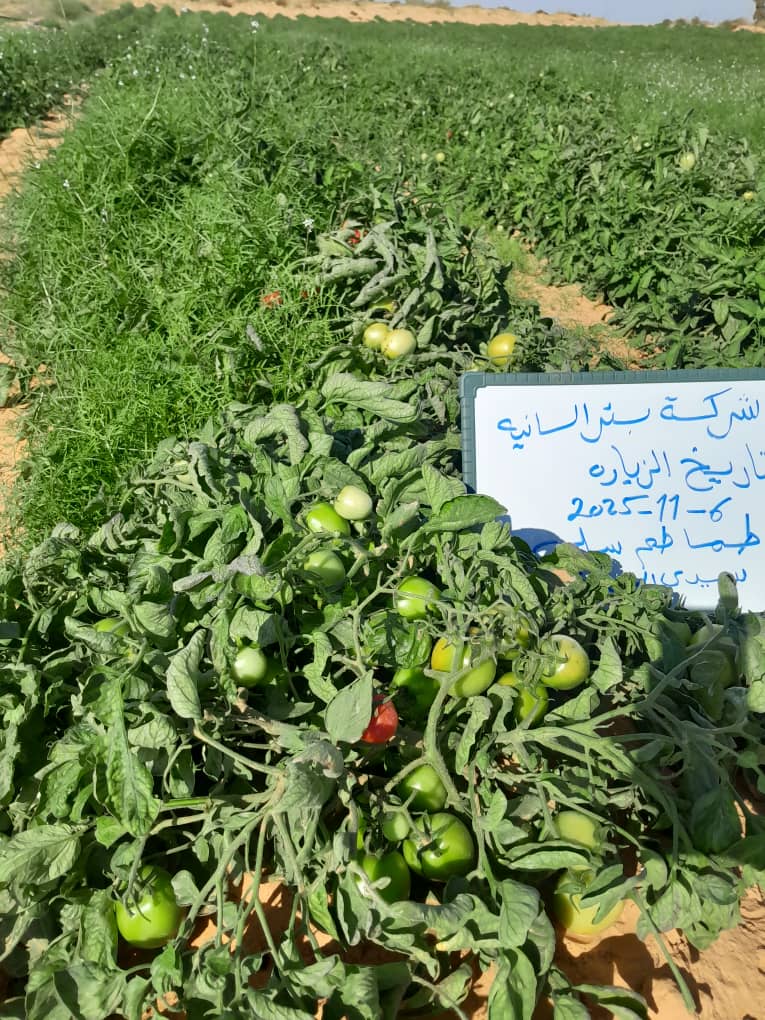 بصل وادي الحي في صناديق